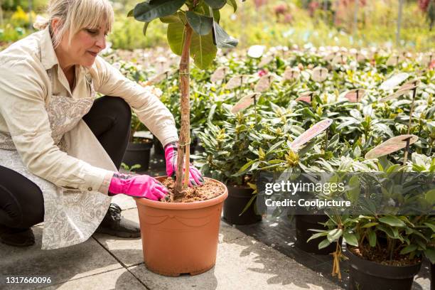 gardening - fruit laden trees stock-fotos und bilder