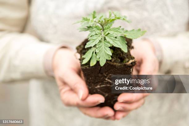 gardening - tray stock pictures, royalty-free photos & images