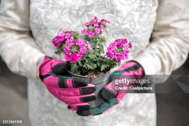 gardening - lemon verbena pot stock pictures, royalty-free photos & images