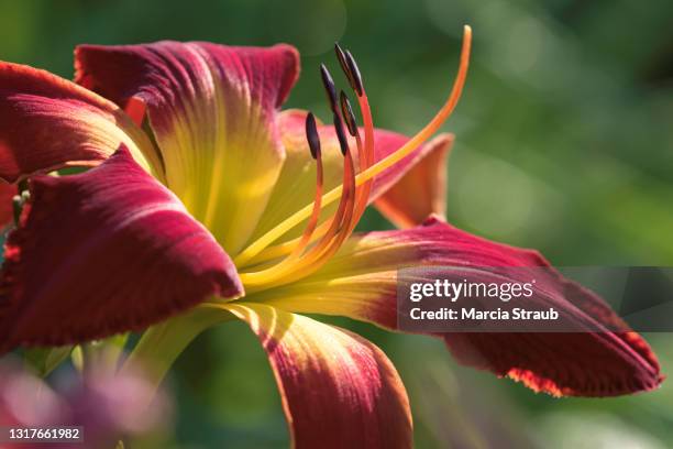 red and yellow lilly in  sunlight - taglilie stock-fotos und bilder