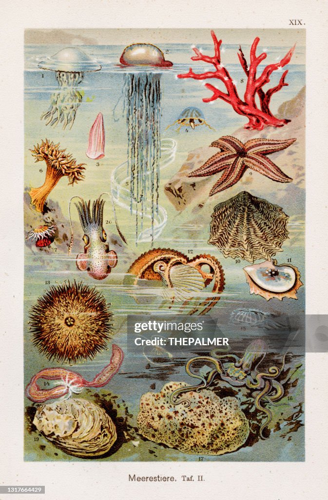 Marine life Chromolithography 1899