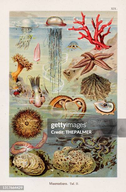 marine life chromolithography 1899 - octopus illustration stock illustrations