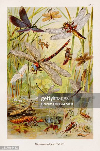 illustrations, cliparts, dessins animés et icônes de chromolithographie insectes 1899 - libellule