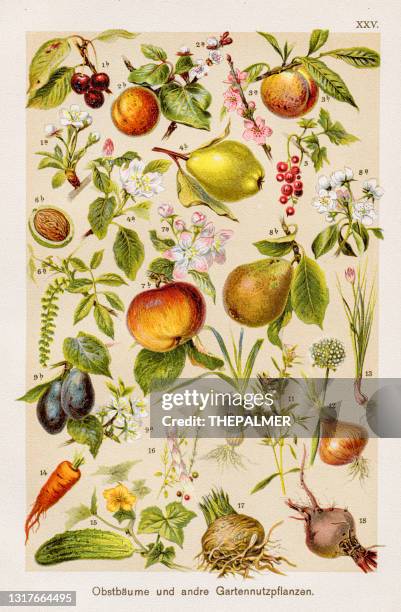 fruit trees and other garden crops chromolithography 1899 - root vegetable stock illustrations