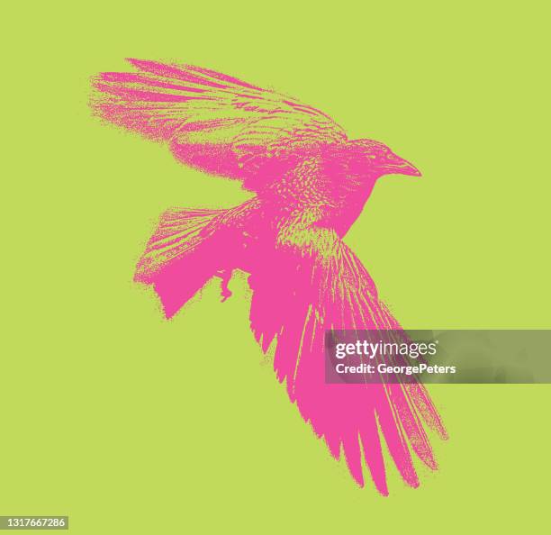 crow flying - pink feathers stock illustrations