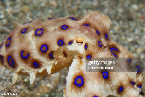 greater blue-ringed octopus close-up - blue ringed octopus stock pictures, royalty-free photos & images