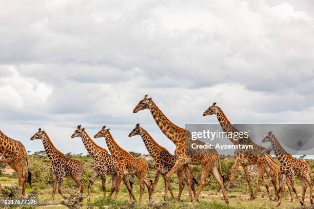 masai giraffe herd at wild - masai giraffe stock-fotos und bilder