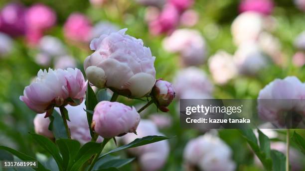 peony - peonia - fotografias e filmes do acervo