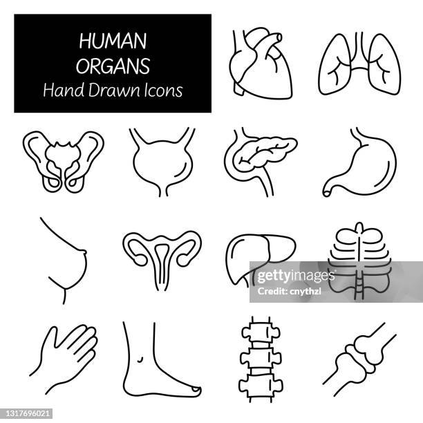 human organs and anatomy related hand drawn icons, doodle elements vector illustration - thyroid medication stock illustrations