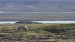 Slomo Ws Pan With Arctic Wolf Walking Across Tundra Then Going Into Den ...