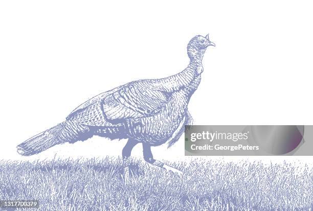 wild turkey - wild turkey stock illustrations