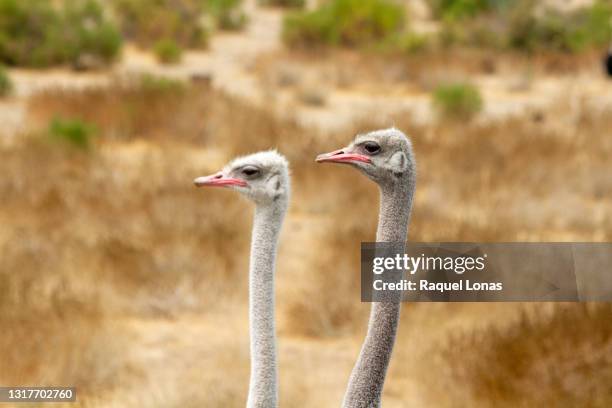 4,998 Long Neck Animals Photos and Premium High Res Pictures - Getty Images 4,998 Long Neck Animals Photos and Premium High Res Pictures - Getty Images