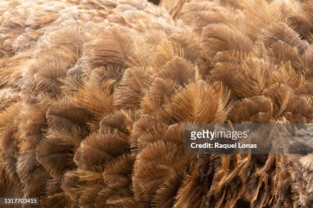 close-up of female ostrich back, showing feather detail - plume dautruche photos et images de collection