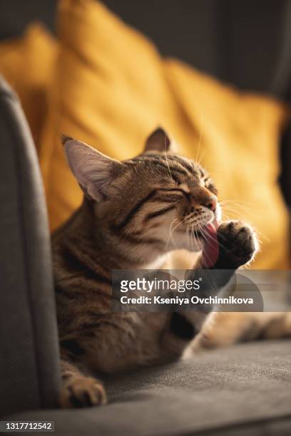 red cat washing up. selective focus. - cat sticking tongue out stock pictures, royalty-free photos & images