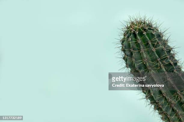 cactus with needles on a blue background. place for the label. - cactus stockfoto's en -beelden
