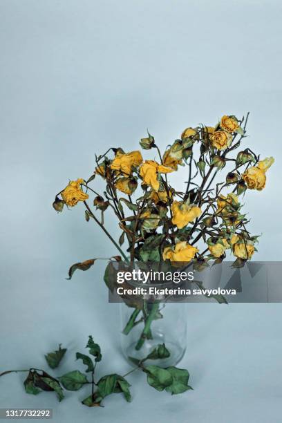 a bouquet of wilted yellow roses in a jar. - wilted stock pictures, royalty-free photos & images