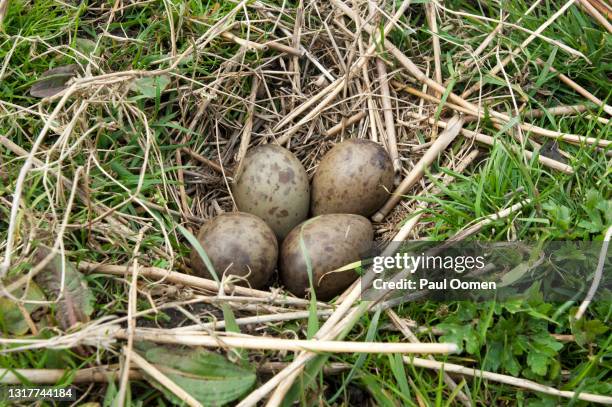 nest of black-tailed godwit (limosa limosa). - grutto stockfoto's en -beelden