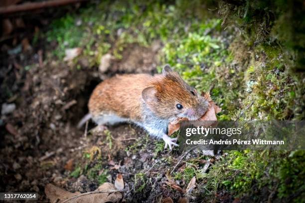 bank vole (myodes glareolus), red-backed vole, reddish mouse, red-rumped mouse - mini mouse stock pictures, royalty-free photos & images