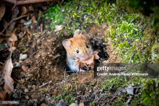 bank vole (myodes glareolus), red-backed vole, reddish mouse, red-rumped mouse - volea stock pictures, royalty-free photos & images