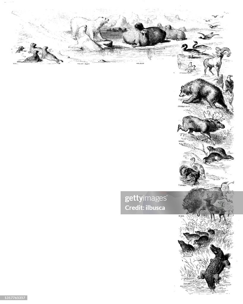Antique illustration from school atlas: North America animals