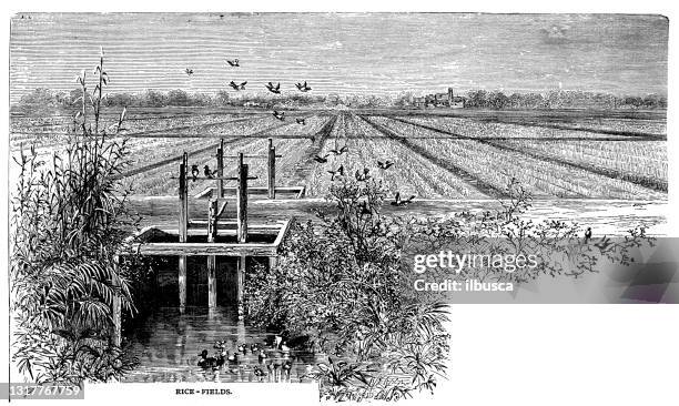 Clip Art Colonial Rice Plantations