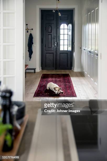 dog lying on carpet at front door - dog waiting stock pictures, royalty-free photos & images