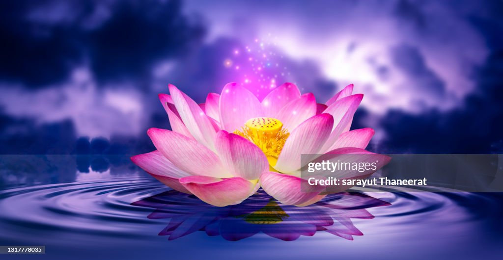 Lotus Pink Light Purple Floating Light Sparkle Purple Background High-Res  Stock Photo - Getty Images