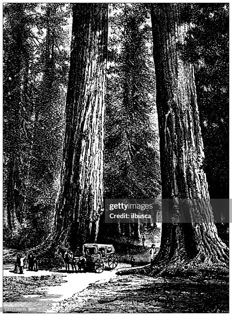 Illustration antique de l’atlas d’école : Grands arbres de la Californie