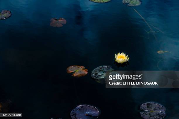 water lily (rose color flower) on a pond. nabari, mie japan - dark blue flowers stock pictures, royalty-free photos & images