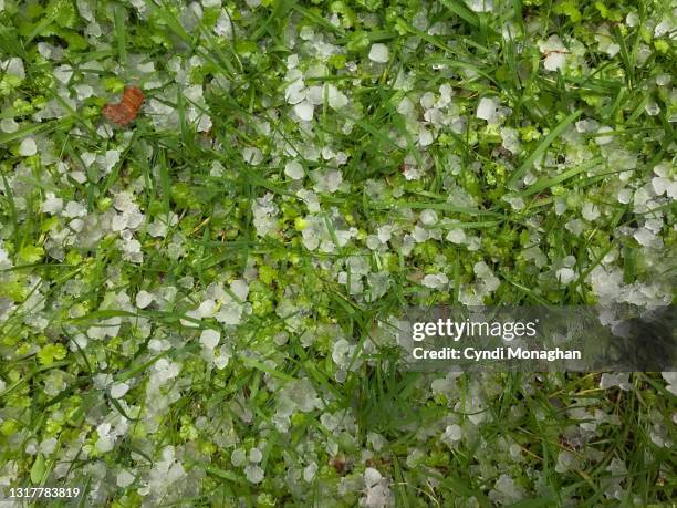 tiny ice pellets scattered across a lawn after a hailstorm - tormenta de granizo fotografías e imágenes de stock