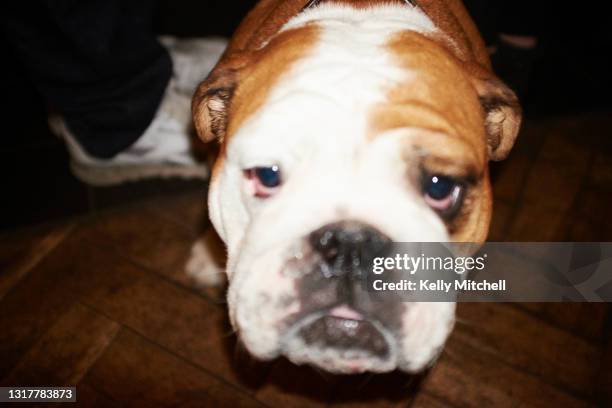 english bulldog flash at night close up - seghet bildbanksfoton och bilder
