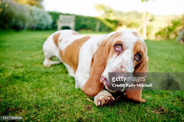 basset hound chewing a stick outside - basset hound stockfoto's en -beelden