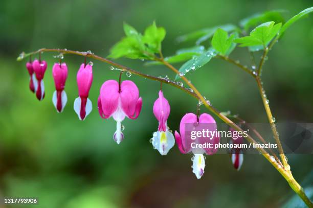 bleeding heart - bleeding heart stock pictures, royalty-free photos & images