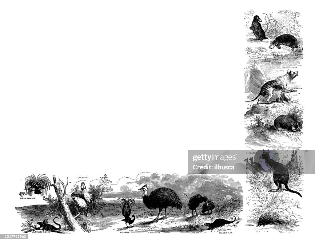 Ilustración antigua del atlas escolar: Animales de Oceanía
