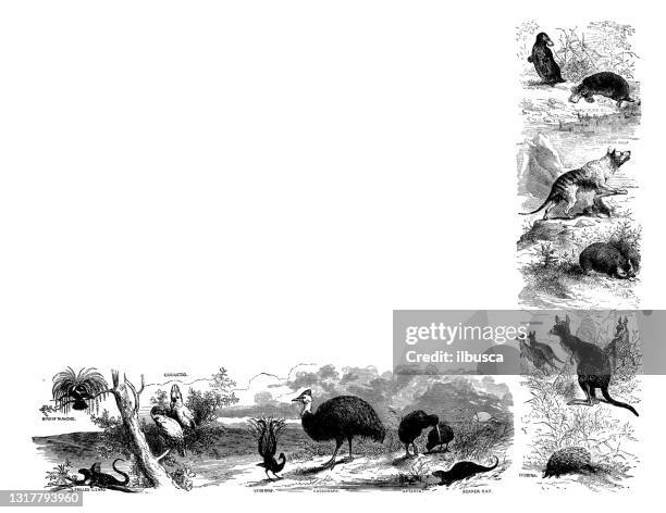 antique illustration from school atlas: oceania animals - black and white animal stock illustrations