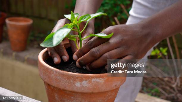 close-up of hands planting tomato plant in pot - gardening - fotografias e filmes do acervo