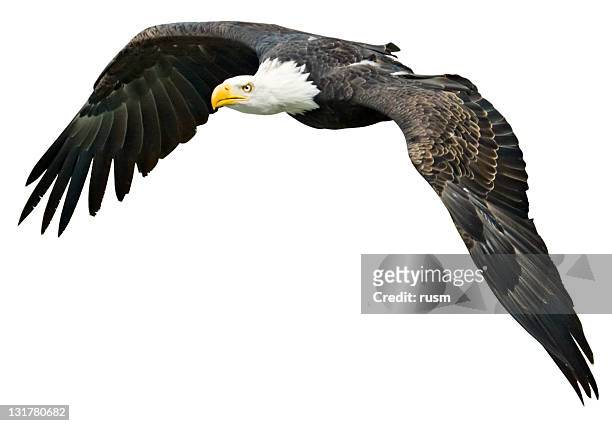 flying eagle with clipping path on white background - eagle bird stockfoto's en -beelden
