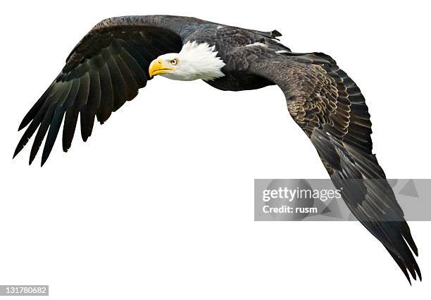 flying eagle with clipping path on white background - eagle flying stock pictures, royalty-free photos & images