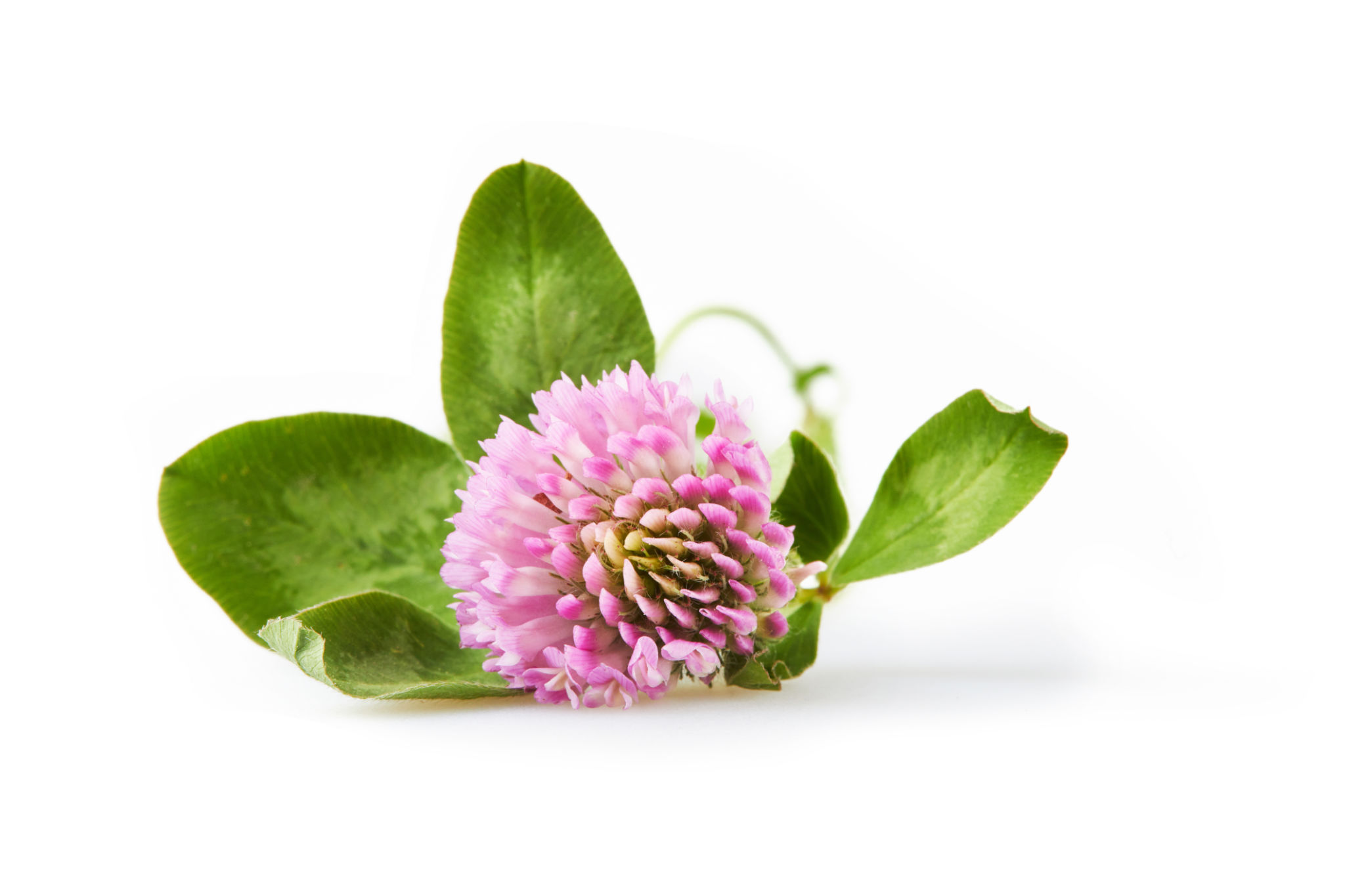 clover seeds