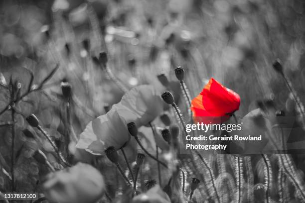 selective poppy artwork - remembrance day stock-fotos und bilder