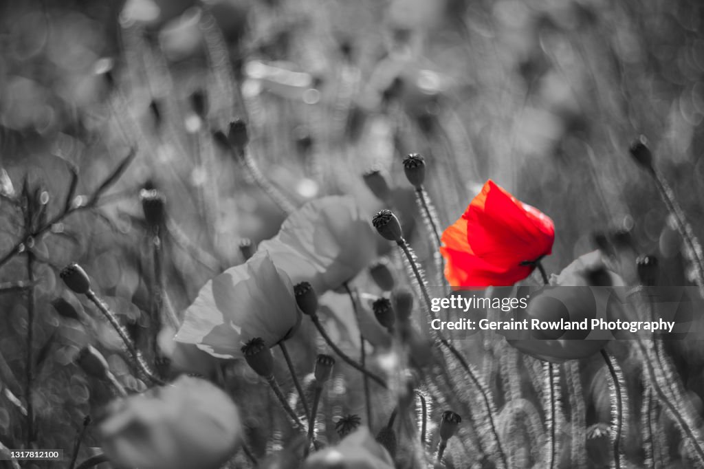 Selective Poppy Artwork