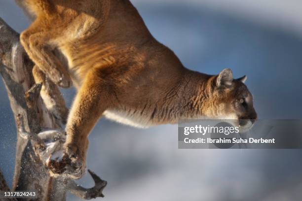 200 Puma Jumping Photos and Premium High Res Pictures - Getty Images 200 Puma Jumping Photos and Premium High Res Pictures - Getty Images