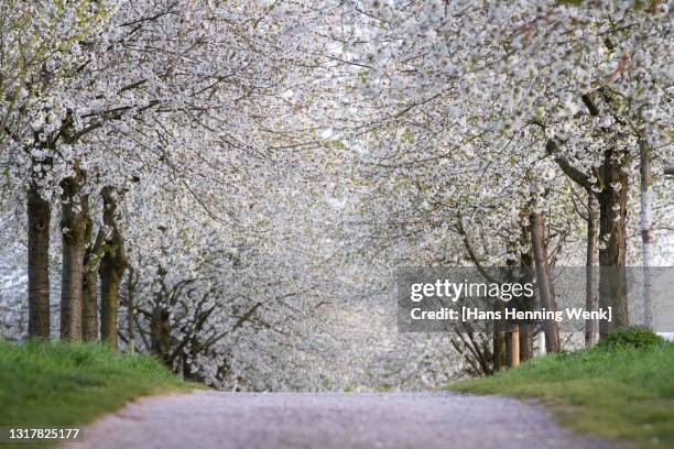 cherry blossom alley in spring - 桜並木 ストックフォトと画像