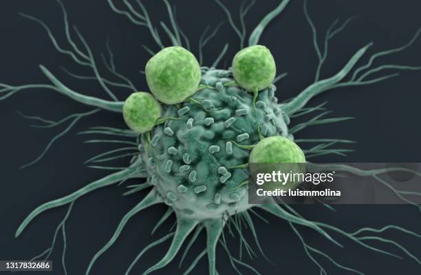 cancercell attackerad av lymfocyter - immunologi bildbanksfoton och bilder