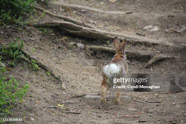 bunny leaping away on a trail in the woods - breakout stock-fotos und bilder