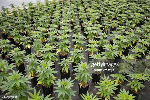 groot aantal cannabiszaailingen in potten - hemp agriculture stockfoto's en -beelden