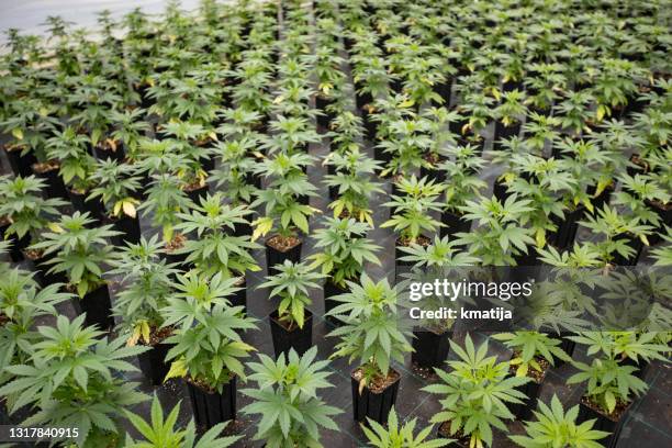 large number of cannabis seedlings in pots - marijuana herbal cannabis stock pictures, royalty-free photos & images