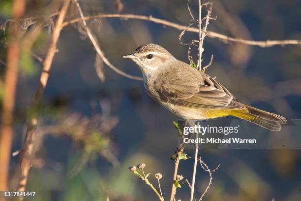 palm warbler - ocala stock pictures, royalty-free photos & images