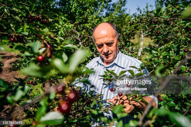 homme aîné dans le verger de cerise - cerise sure photos et images de collection