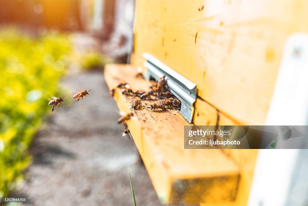 Hives in an apiary with bees flying to landing boards
